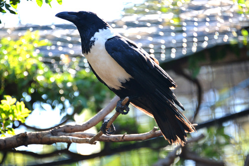 World of Birds Wildlife Sanctuary.